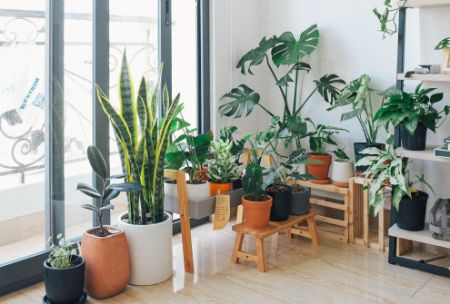 Picture for category Indoor plants