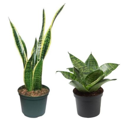 Picture of Snake plant (varieties inside)