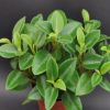 Picture of Teardrop peperomia (Orba)