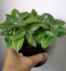 Picture of Teardrop peperomia (Orba)