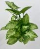 Picture of Syngonium