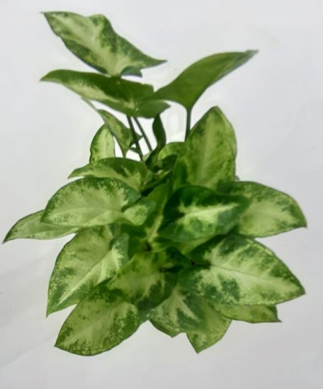 Picture of Syngonium