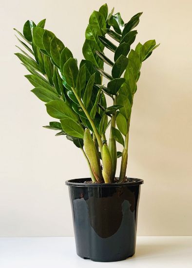 Picture of ZZ Plant (Zamioculcas zamiifolia)
