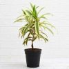 Picture of Song of India (Dracaena Reflexa) 