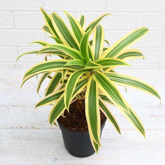 Picture of Song of India (Dracaena Reflexa) 