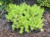 Picture of Sedum