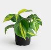 Picture of Heartleaf philodendron (three varieties)