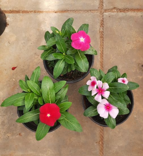 Picture of Vinca / Periwinkle / Sadabahar (new hybrid)