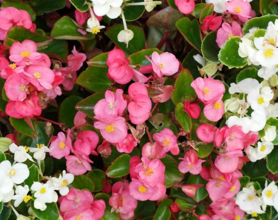 ecodeco - the green store. Begonia Wax Leaf (Semperflorens)