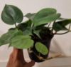 Picture of Heartleaf philodendron (three varieties)