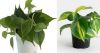 Picture of Heartleaf philodendron (three varieties)