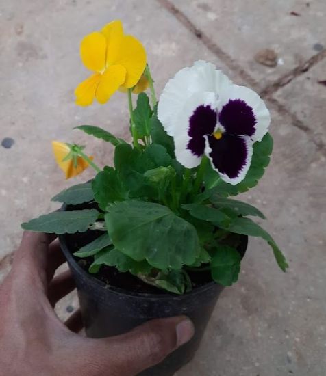 ecodeco - the green store. Pansy flower plant