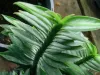 Picture of Devil's Backbone (Pedilanthus Tithymaloides)