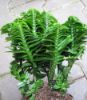 Picture of Devil's Backbone (Pedilanthus Tithymaloides)