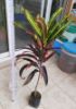 Picture of Long-leaf croton (Codiaeum variegatum)