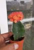 Picture of Grafted cactus