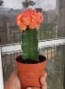 Picture of Grafted cactus