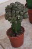 Picture of Grafted cactus