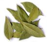 Picture of Bay leaf (Tej patta) tree